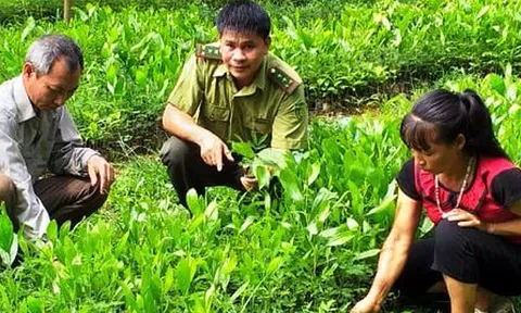 Tuyên Quang: Na Hang triển khai trồng rừng 2019