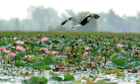 Trải nghiệm khám phá “Thủ phủ đất sen hồng”