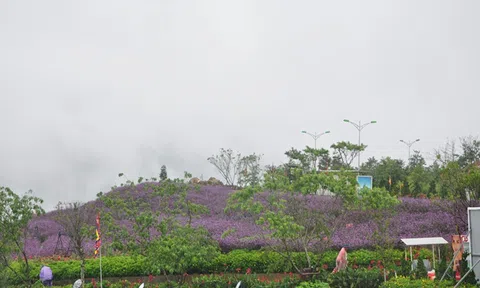 Gặp oải hương ở Hoàng Liên