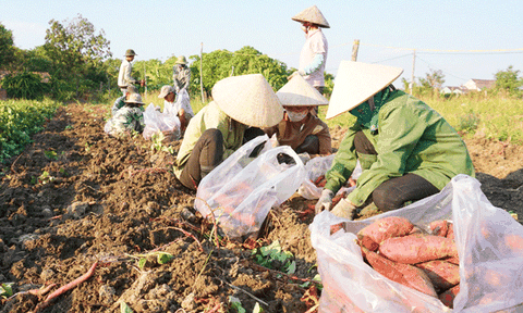 Gia Lai: Khoai lang Nhật điêu đứng vì được mùa, mất giá