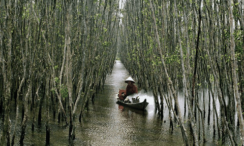 Thăm U Minh Hạ thưởng thức hương vị đất Mũi