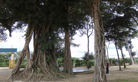 Long Giang - miền cổ tích Bến Cầu 