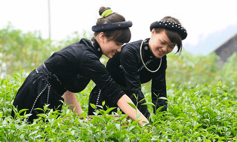 Cô gái Tày mang cả "mùa xuân" bên mình