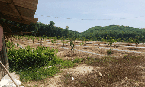 Thanh Hòa tạo điều kiện phát huy thế mạnh nông nghiệp