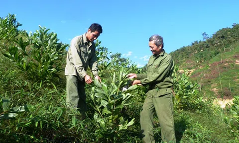 Tuyên Quang: Nỗ lực phát triển kinh tế lâm nghiệp