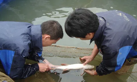 Hà Giang tái cơ cấu phát triển thủy sản theo hướng bền vững