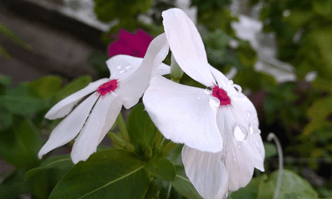 Khám phá Sóc Trăng