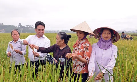 Lập Thạch xây dựng NTM gắn với chuyển đổi cây trồng