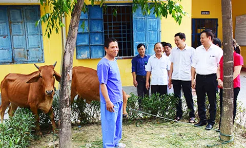 TT Huế: Trao tặng bò cho người tâm thần tại Trung tâm BTXH