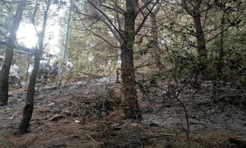 Người tâm thần đi lang thang gây cháy rừng ở Hà Tĩnh