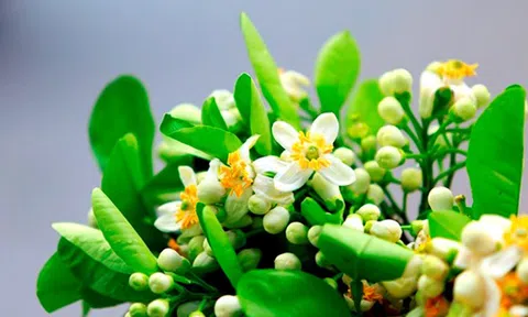 Tự sự khúc giao mùa của Hà Tuấn Ngọc