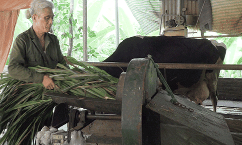 Vĩnh Phúc: Cựu chiến binh làm giàu từ chăn nuôi bò sữa