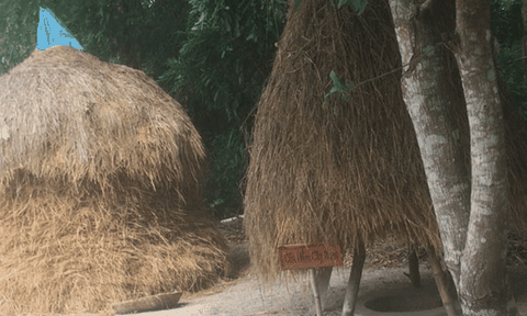 Cây thị bên địa đạo Kỳ Anh