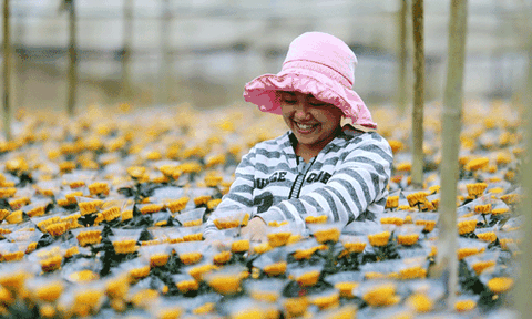 Xuất khẩu hoa Đà Lạt và rào cản giống có bản quyền