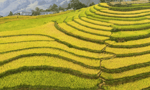 Mùa thu Sa Pa, bạn sẽ nuối tiếc một mùa vàng tuyệt đẹp