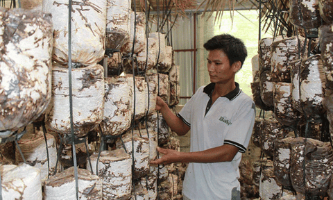 Tuổi trẻ Sông Lô XDNTM gắn với chuyển dịch cơ cấu kinh tế