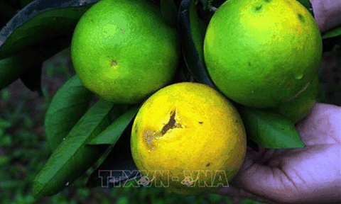 Nghệ An: Cam rụng quả hàng loạt khiến nông dân huyện miền núi Con Cuông thiệt hại lớn