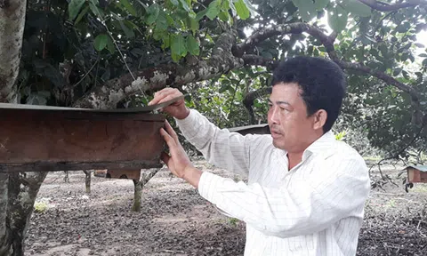 Nghề nuôi ong Dú ở Cát Tiên