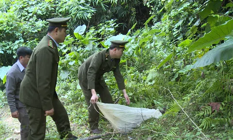 Tuyên Quang: Na Hang thả 23 cá thể dúi về rừng tự nhiên