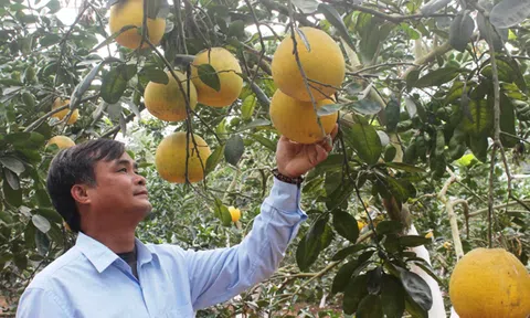 Vĩnh Phúc: Bưởi Vĩnh Tường - Hương vị đất phủ