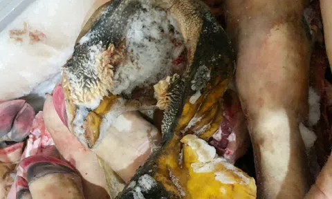 Hà Tĩnh: Phát hiện hơn 200 kg sản phẩm từ trâu, bò không rõ nguồn gốc xuất xứ