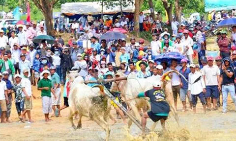 An Giang: Nâng Hội đua bò Bảy Núi lên tầm quốc tế