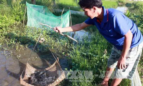 Kiên Giang khôi phục nguồn lợi cá đồng vùng U Minh Thượng