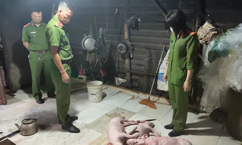 Hà Tĩnh: Bắt quả tang cơ sở chuyên quay thịt lợn mua lợn chết về quay để bán cho khách hàng