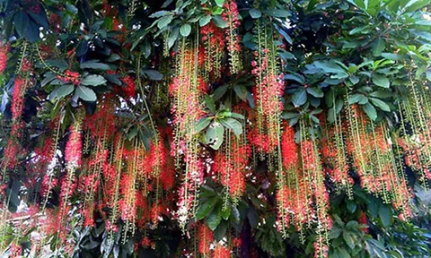 Khúc giao mùa, tản mạn về Lộc Vừng