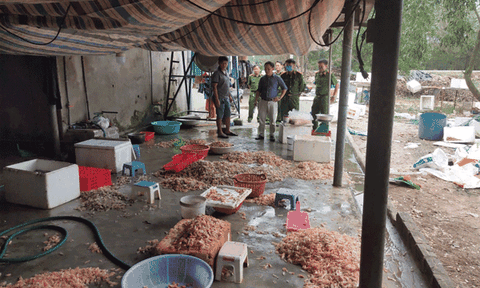 Hà Tĩnh: Bắt giữ gần 2 tạ tôm chết sơ chế thành tôm nõn đưa ra thị trường tiêu thụ