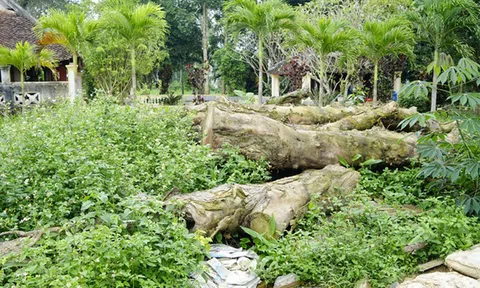 Giáo hội phật giáo Việt Nam tỉnh Nghệ An là chủ đầu tư dự án “xẻo thịt” di tích Quốc gia?