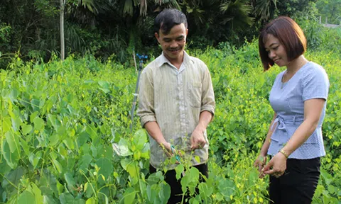 Triển vọng từ mô hình trồng rau bò khai ở Thái Nguyên