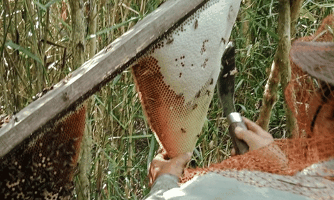 Nghề gác kèo ong trở thành Di sản Văn hóa phi vật thể quốc gia