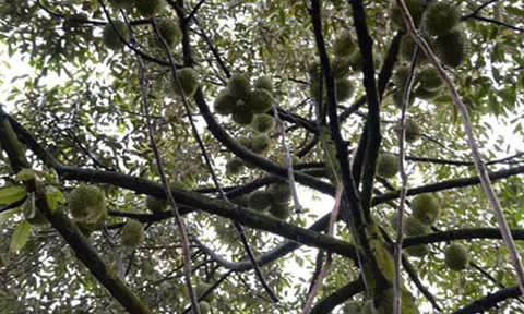 Tạo dựng cơ nghiệp vững vàng từ cây đặc sản địa phương