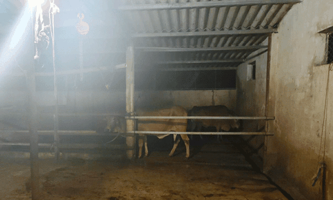 Hà Tĩnh: Bắt quả tang trường hợp đầu tiên bơm nước vào bò trước khi giết mổ