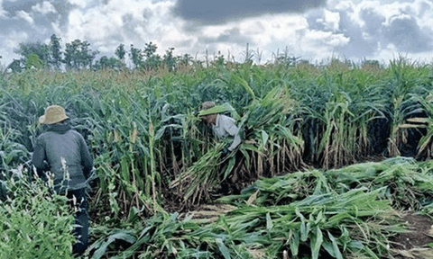 Nâng cao thu nhập từ trồng ngô lấy thân xuất khẩu ở huyện Châu Đức