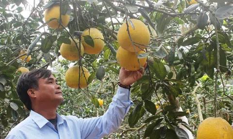 Vĩnh Phúc: Vĩnh Tường giảm nghèo bền vững