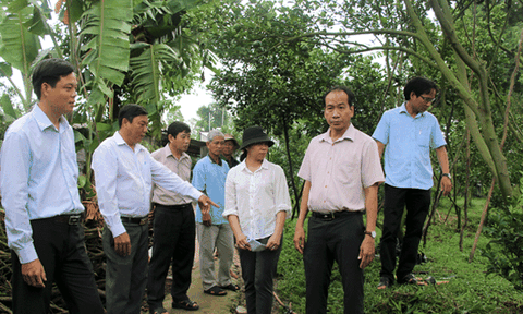 Đồng Tháp bảo tồn và khôi phục quýt hồng huyện Lai Vung