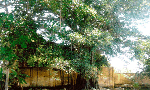 Cây đa gần 200 tuổi ở Bến Tre được công nhận cây Di sản Việt Nam