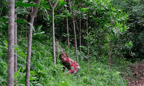 Vinamilk chung tay cùng người dân vừa trồng cây gây rừng, vừa tạo sinh kế