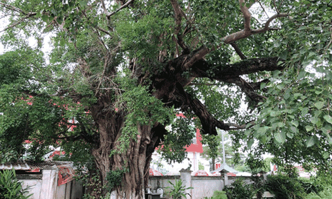 Cây bồ đề hàng trăm tuổi và điển tích đình Cả Tích Sơn 