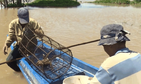 Nhớ lắm mùa tôm đồng quê tôi!