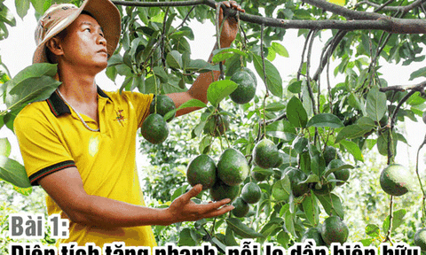 Lâm Đồng: Nỗi lo từ việc phát triển nóng cây bơ