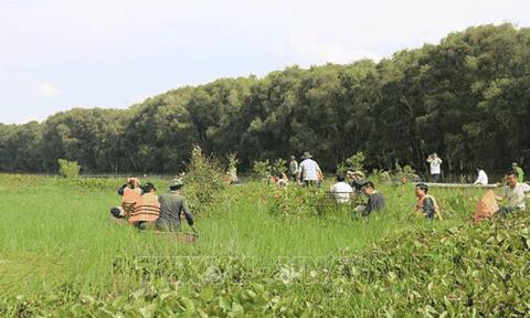 Du lịch xanh nơi "Đồng Tháp Mười thu nhỏ"