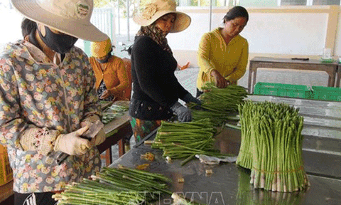 Ninh Thuận: Củng cố và phát huy hiệu quả kinh tế tập thể