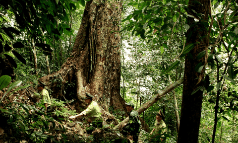 Tuyên Quang: Na Hang phòng cháy, chữa cháy rừng