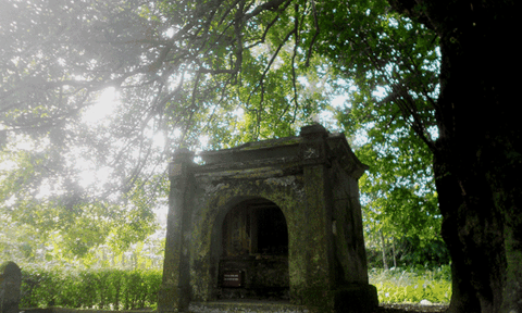 Cây thị nghìn năm tuổi làng cổ Phước Tích