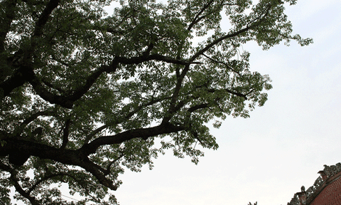 Chuyện kỳ lạ về cây gạo nhiều tuổi nhất Việt Nam