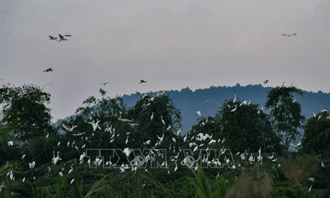 Giữ đàn cò của lão nông xứ Thanh