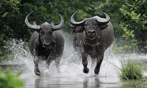 Truyền thuyết về con Trâu, vị trí và ý nghĩa của con Trâu trong 12 con giáp